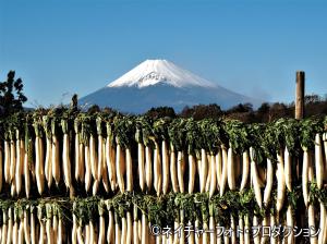 大根干しと富士山