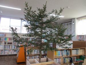 図書館に運ばれたツリー