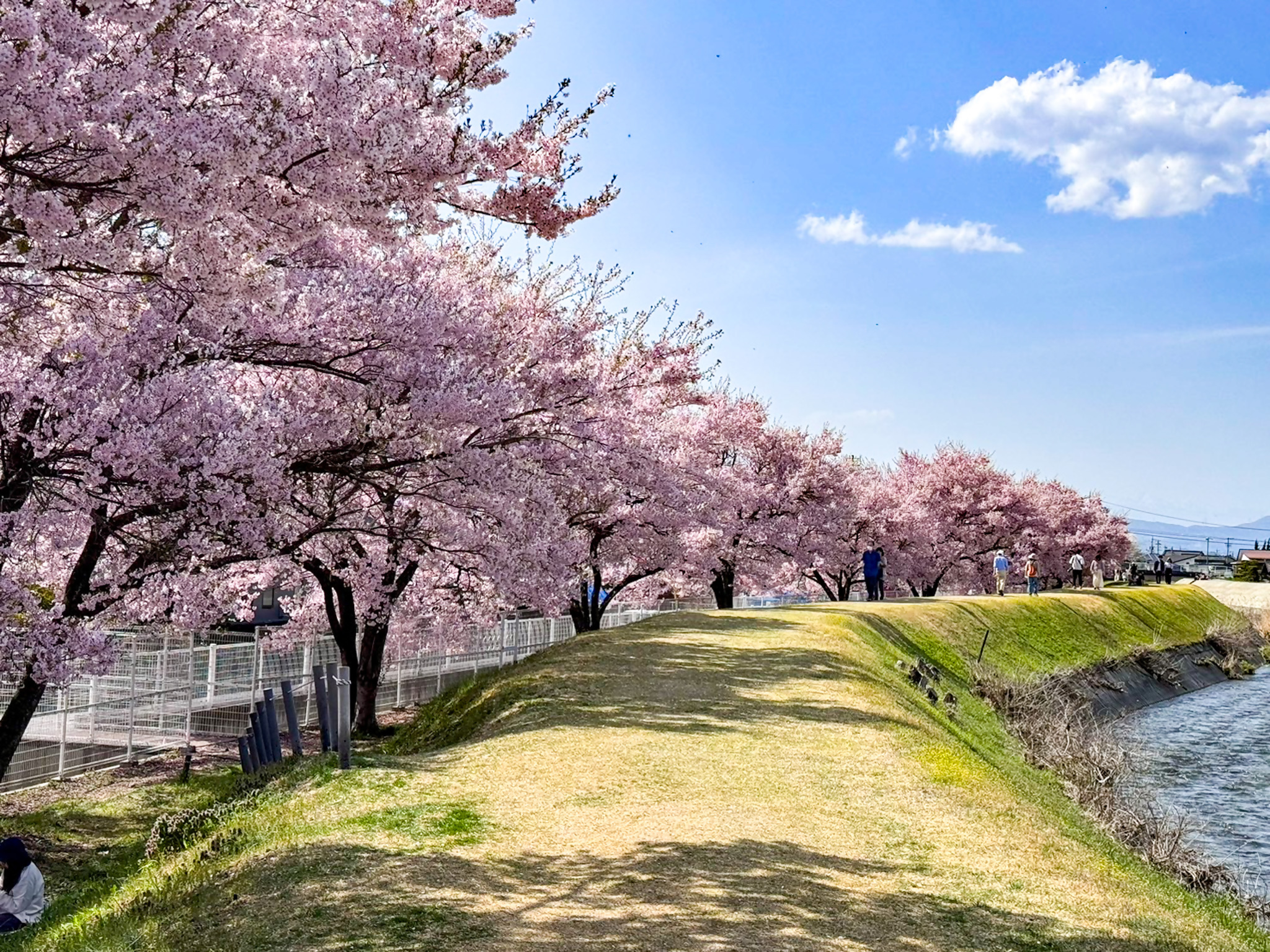 宮川左岸沿いの桜並木