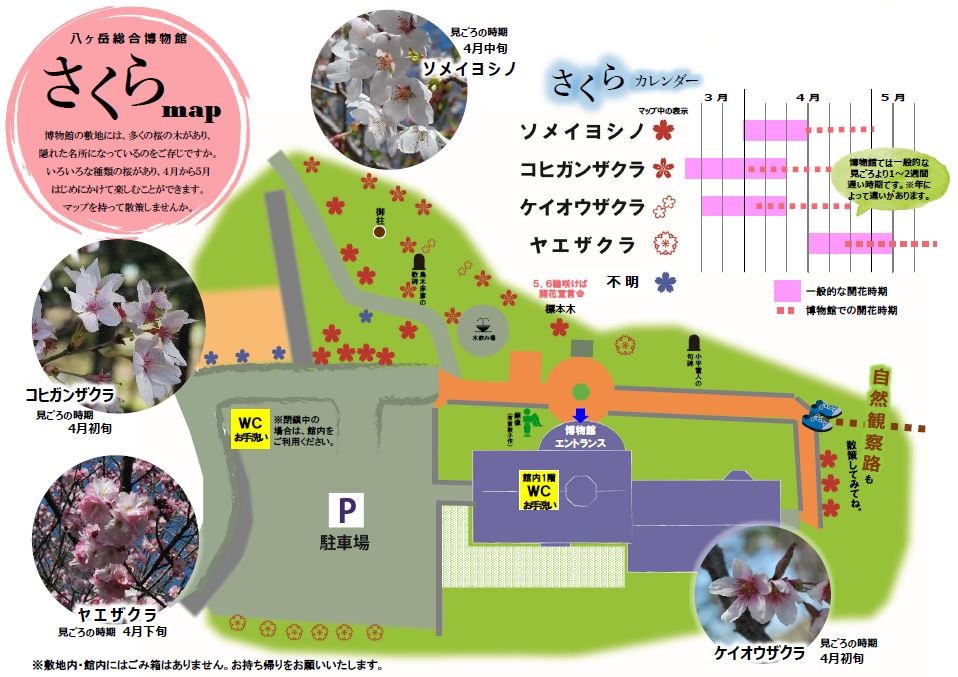 八ヶ岳総合博物館　さくらマップ