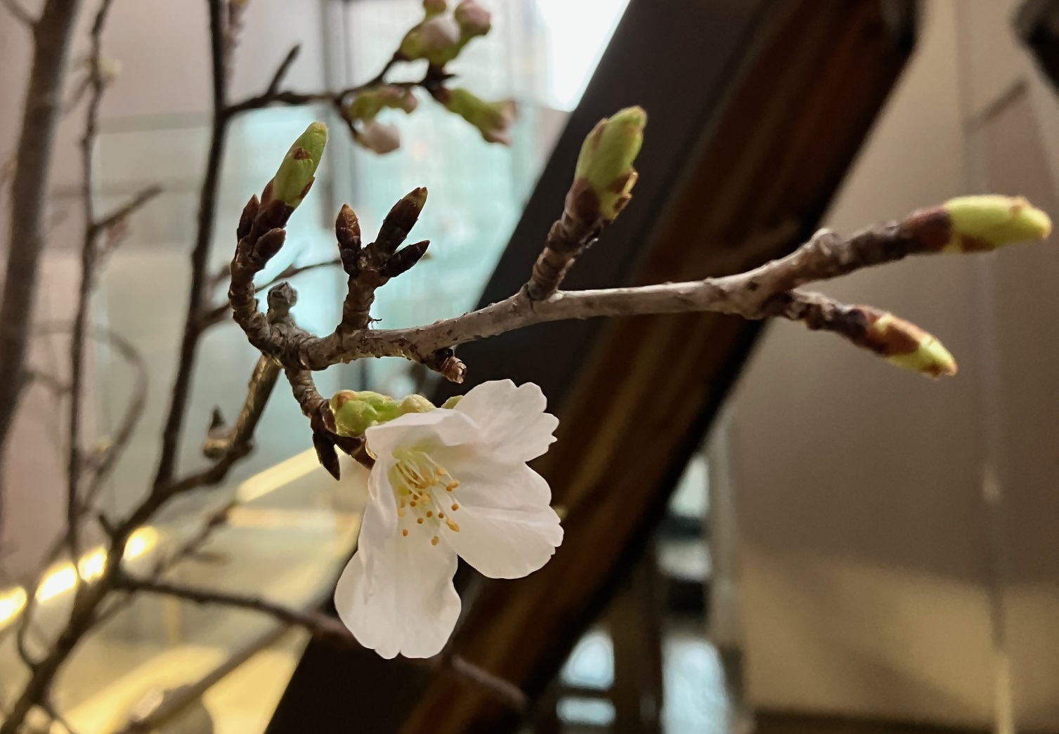 桜の切枝