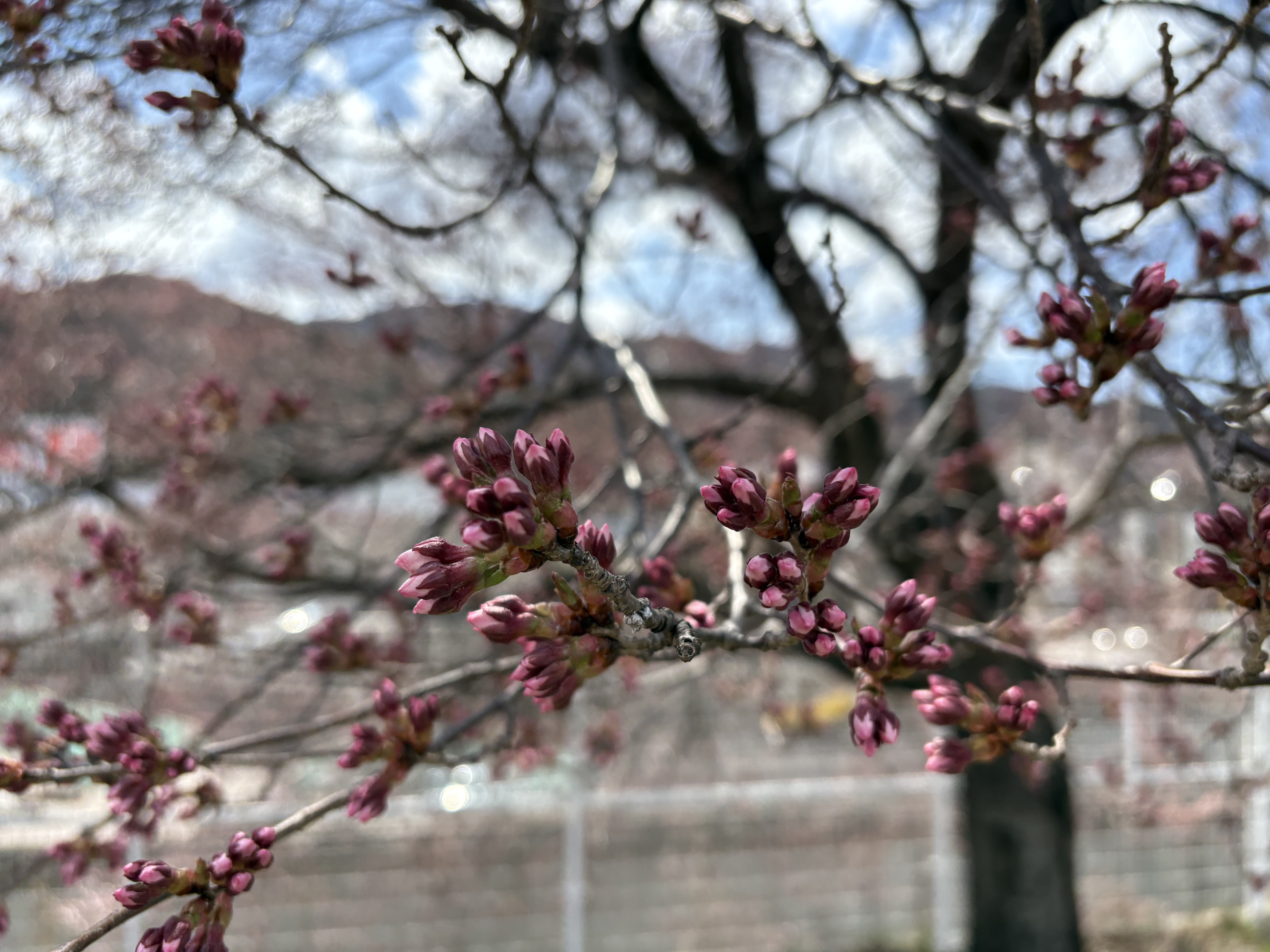 蕾