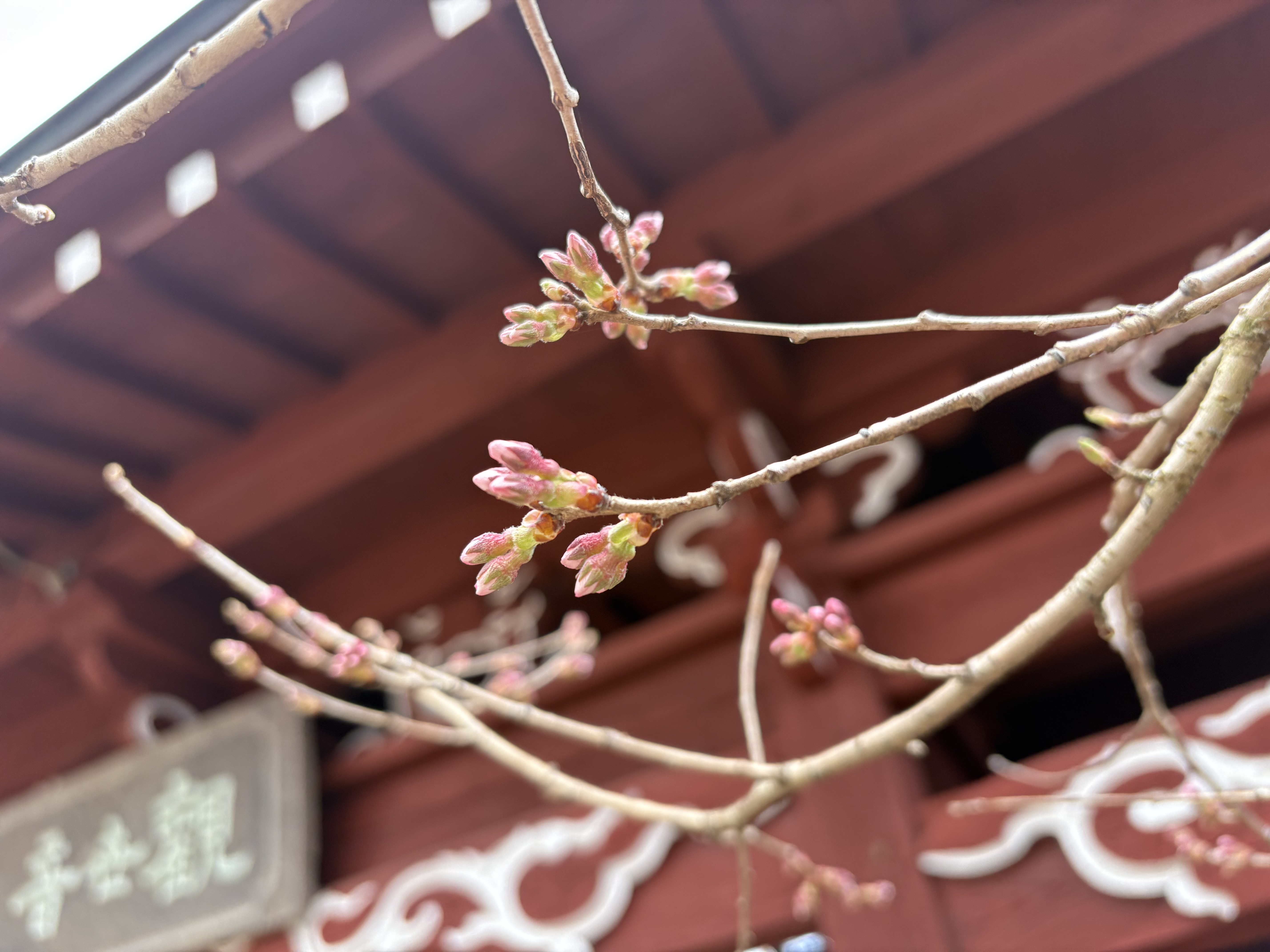 蕾