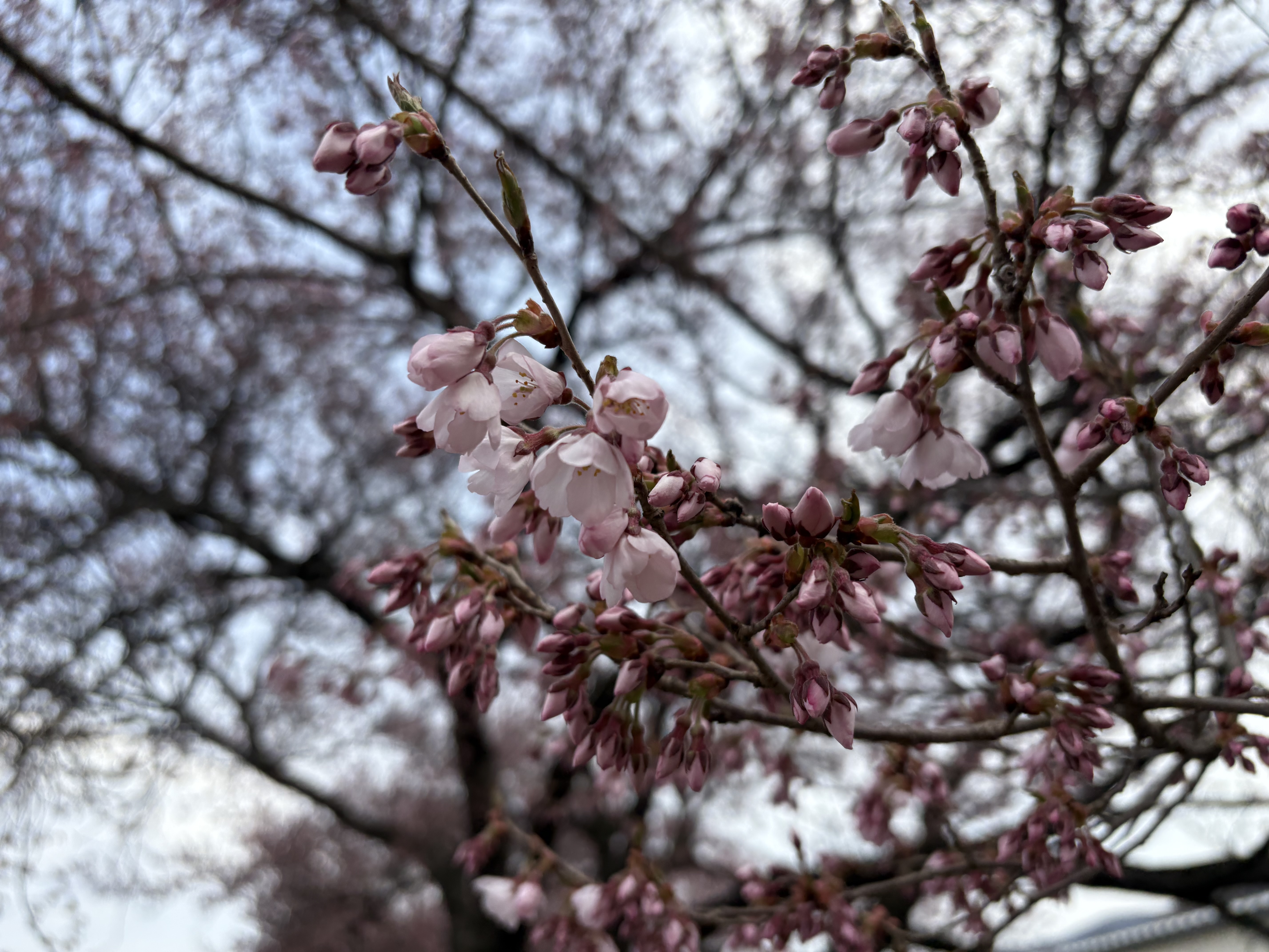 咲き始め