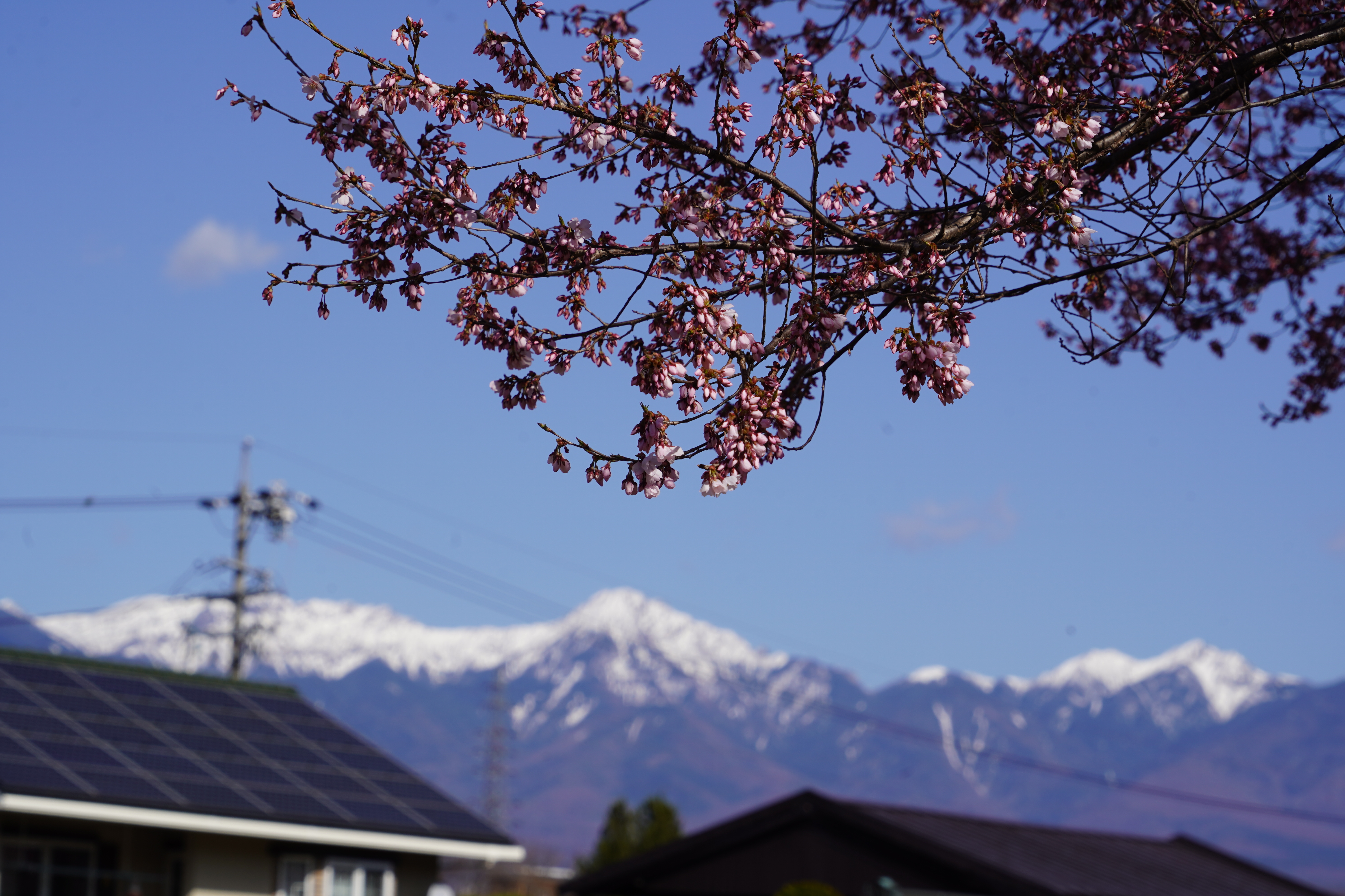 5分咲き