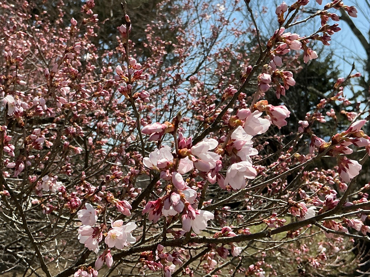 咲き始め