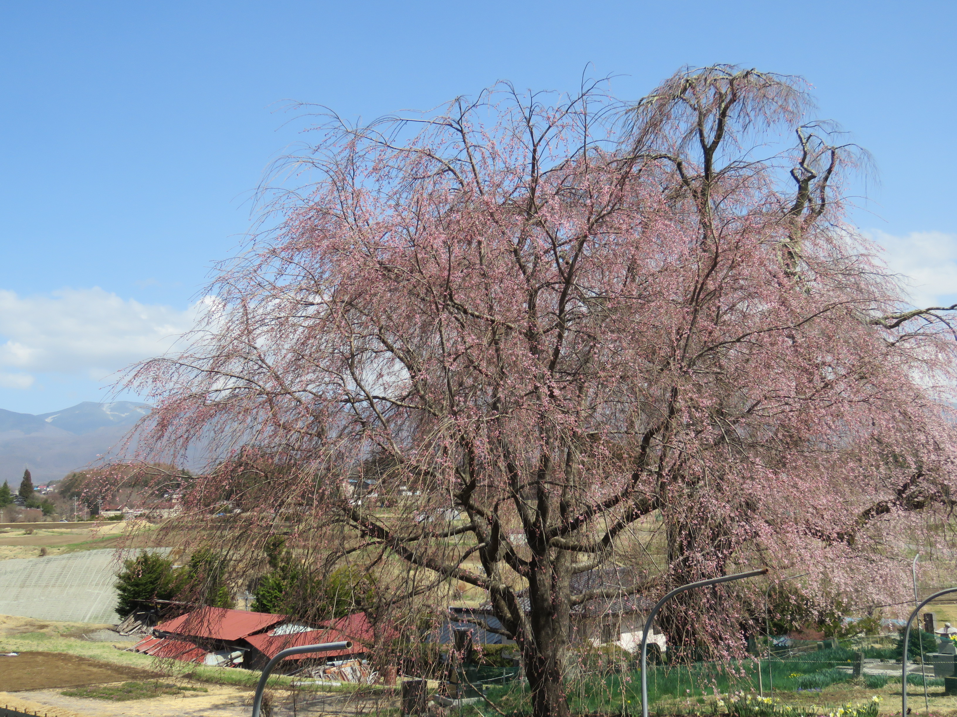5分咲き