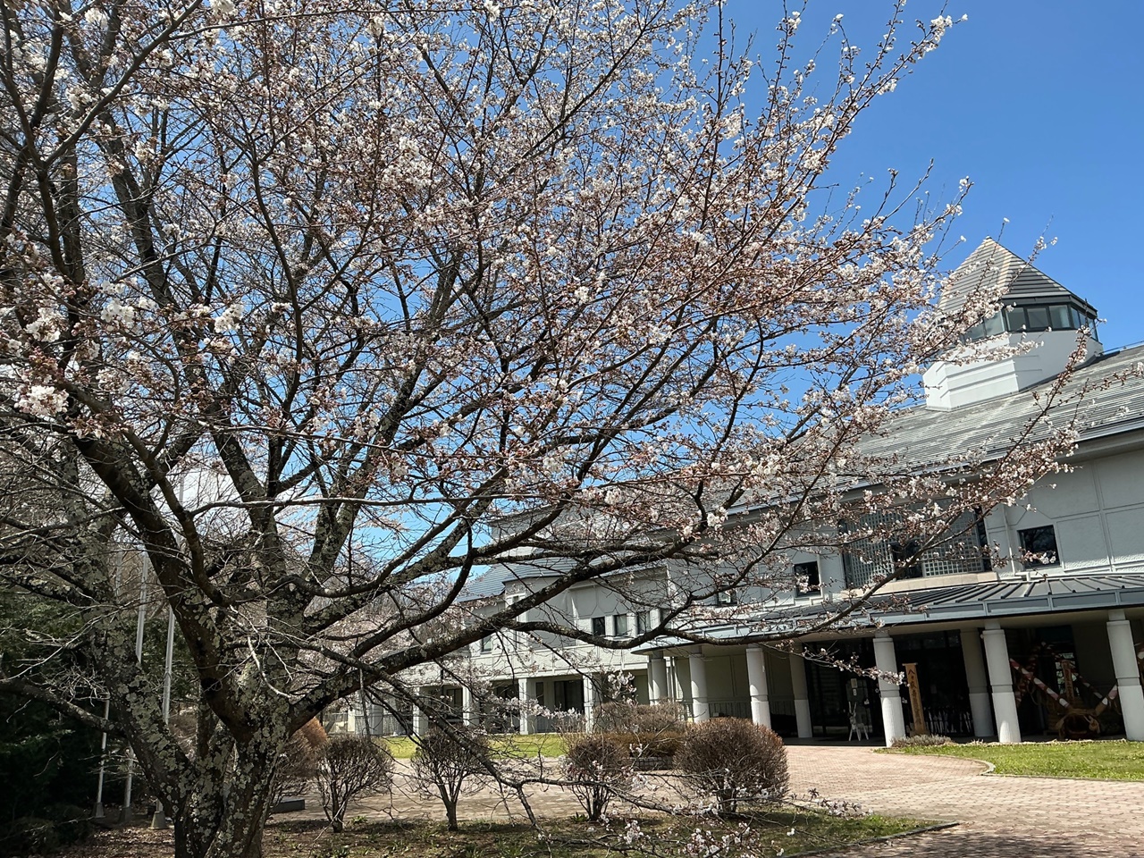 5分咲き