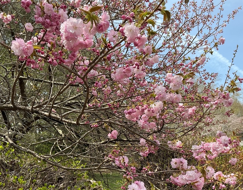 3分咲き