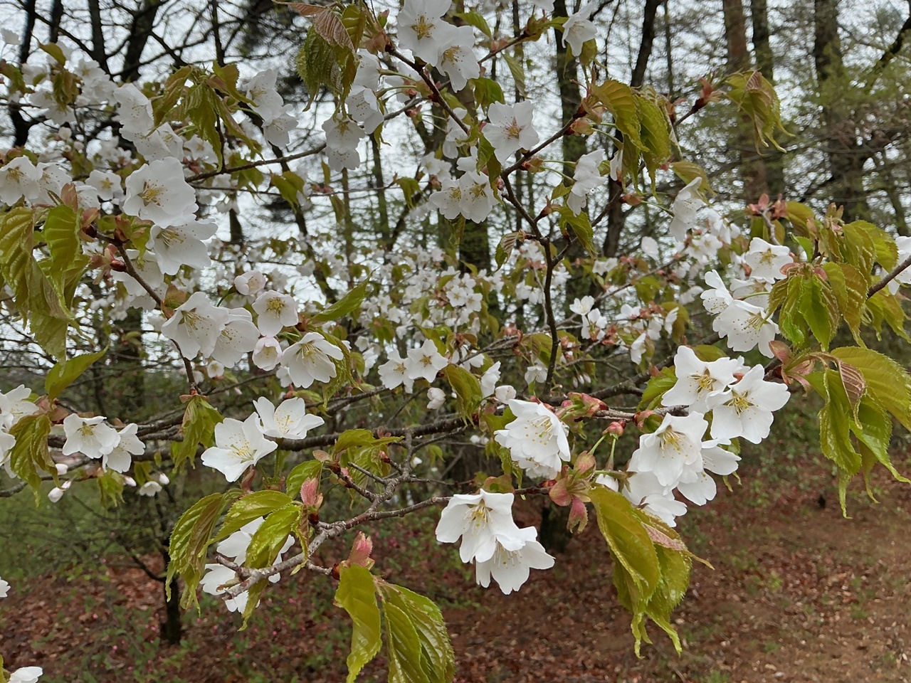 咲き始め