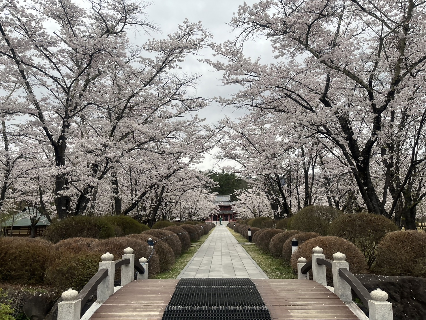散り始め