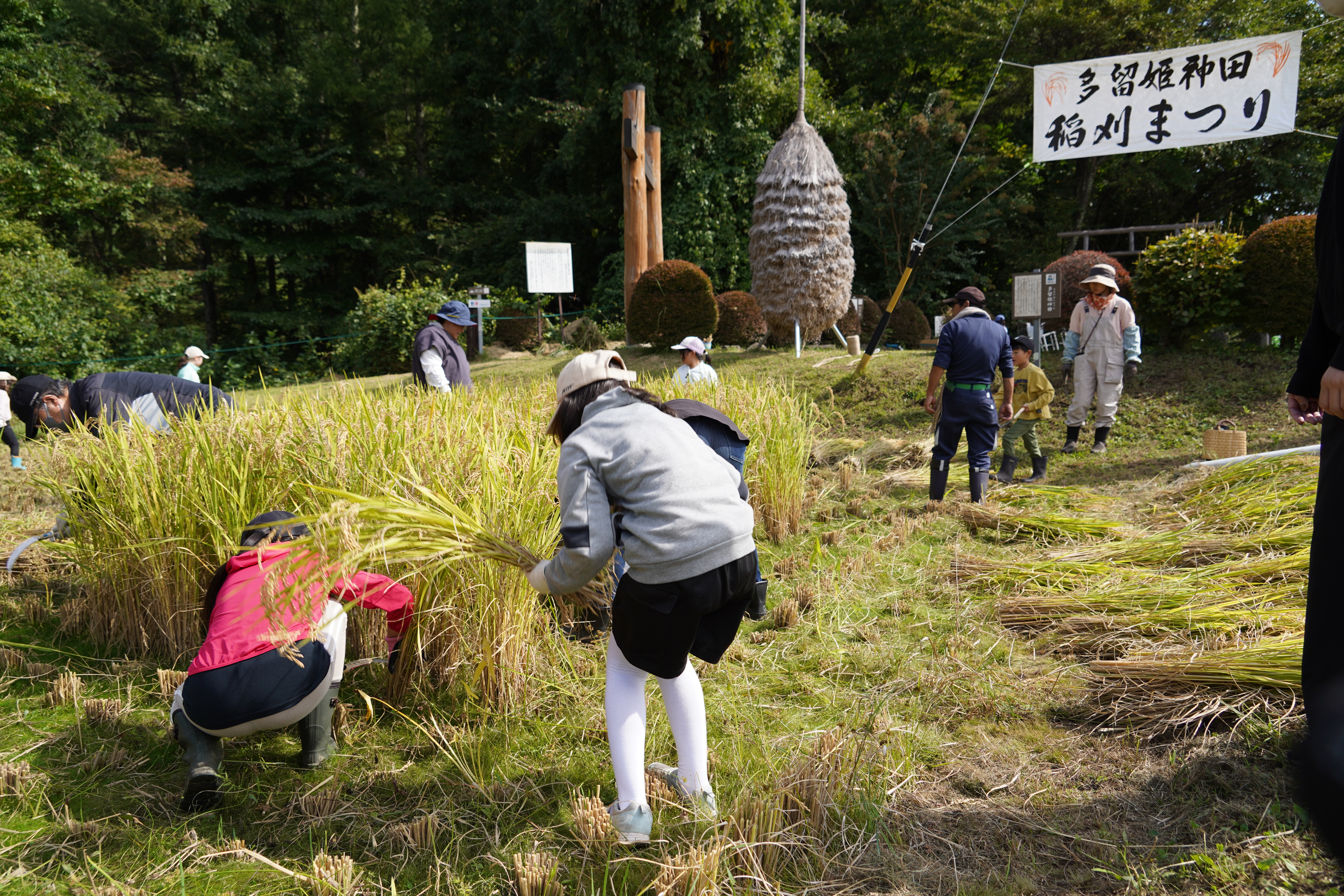 稲刈りまつり