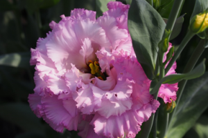 トルコギキョウ