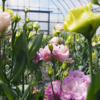 トルコギキョウ