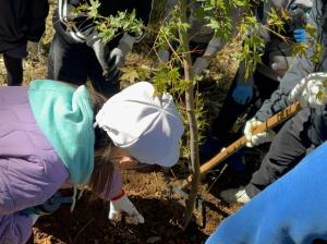 きをうえるしゃしん