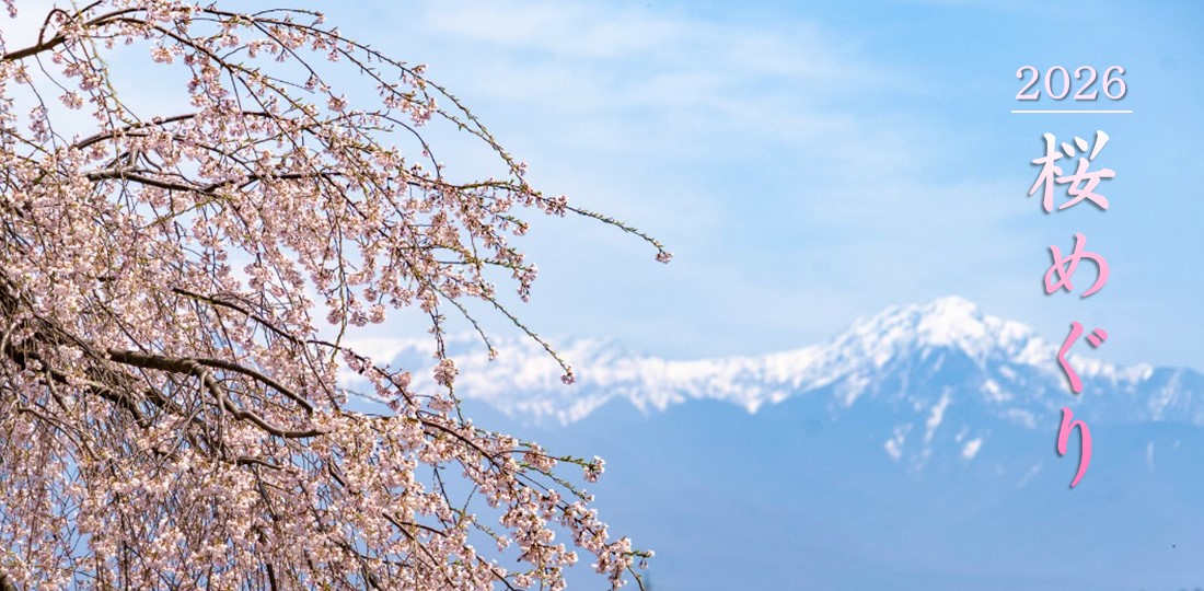 2026桜めぐり