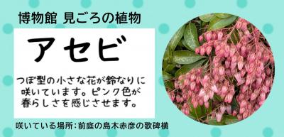 ただいま、見ごろの植物　アセビの写真
