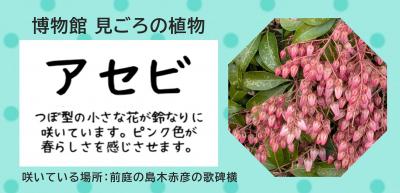 ただいま、見ごろの植物　アセビの写真