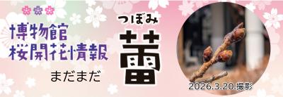 3月21日、博物館の桜はまだ蕾です