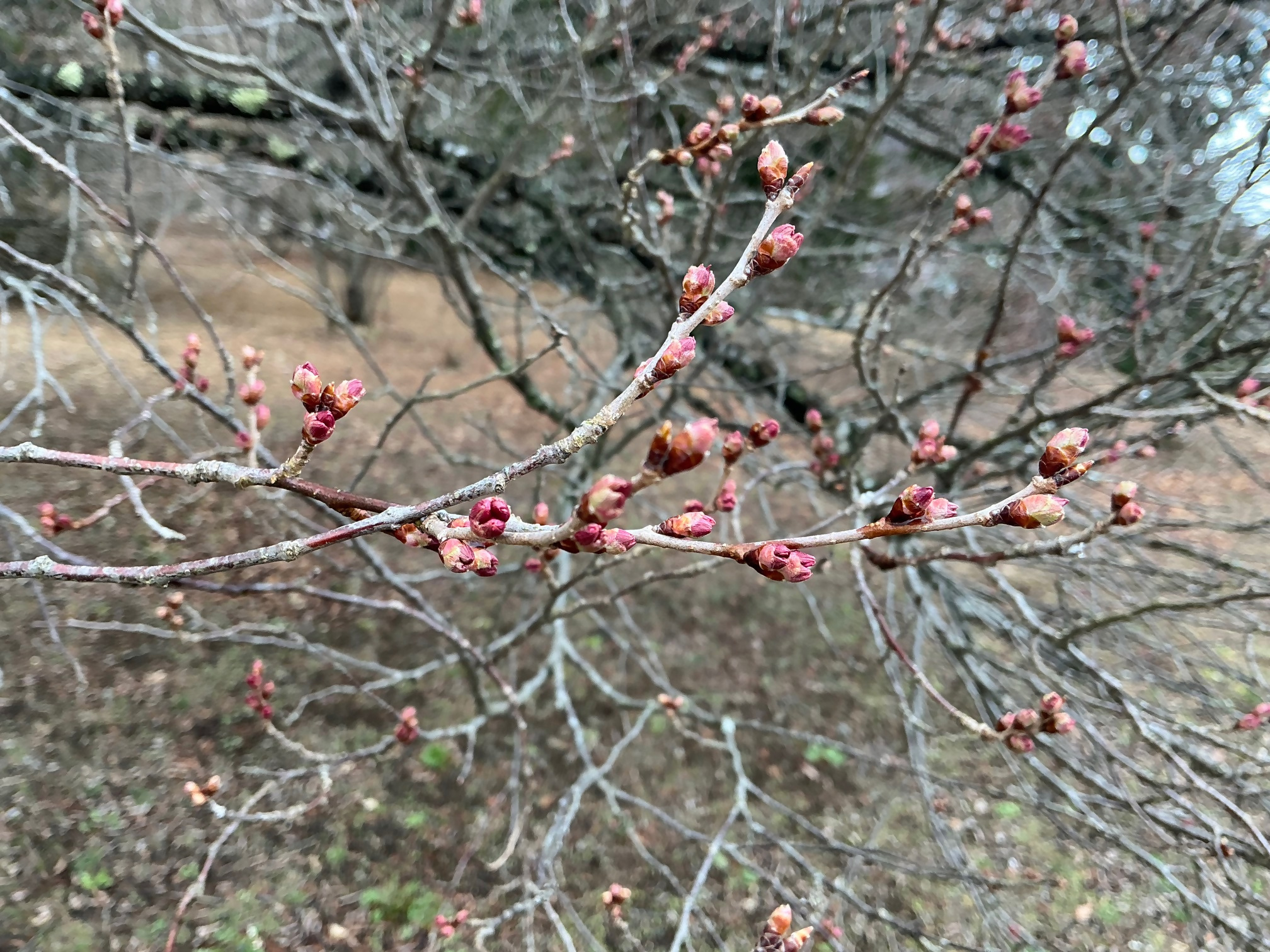 コヒガンザクラ蕾