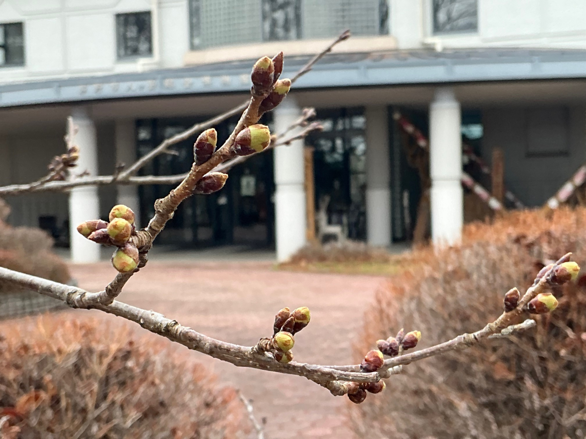 ソメイヨシノ蕾