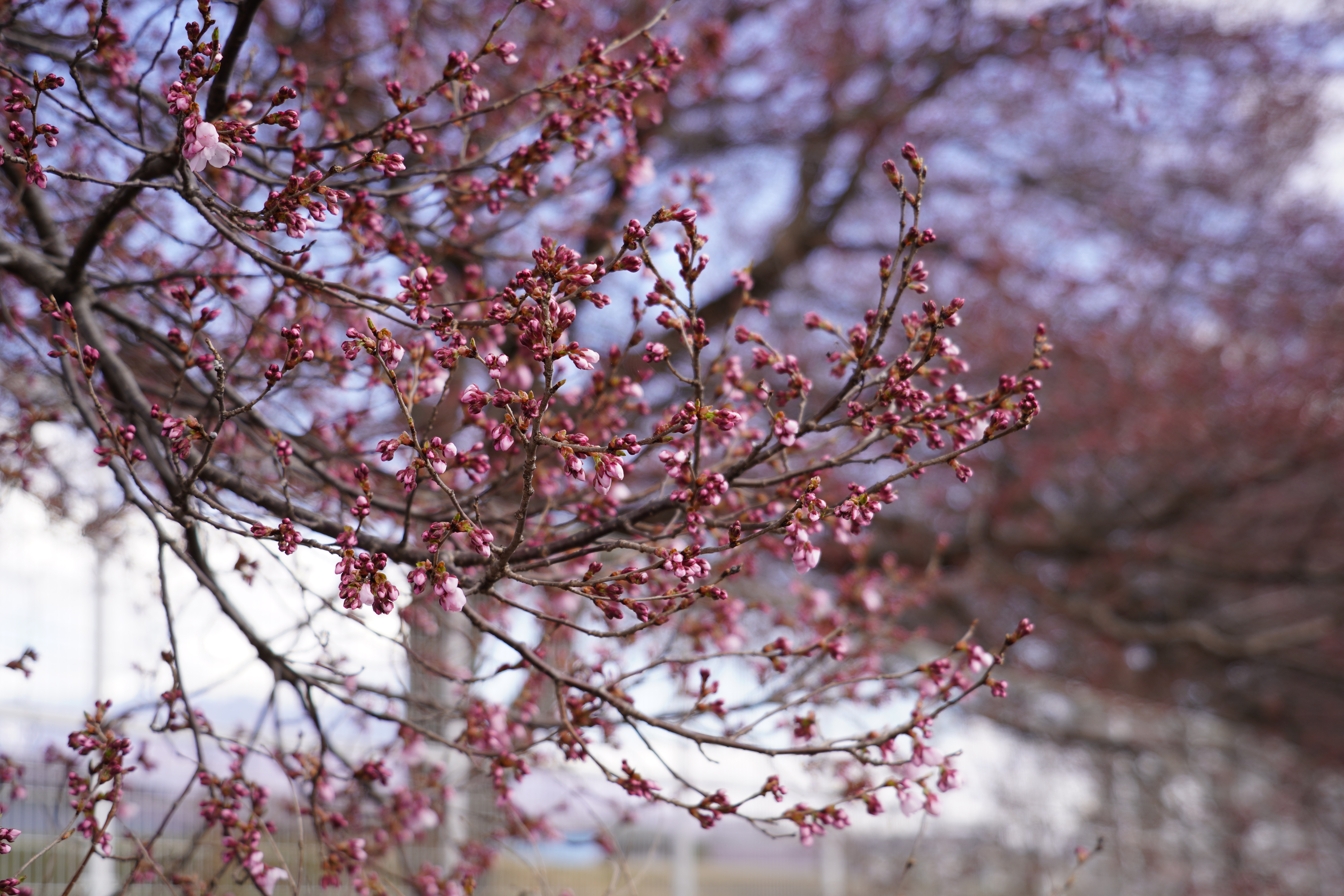 咲き始め（公園側）