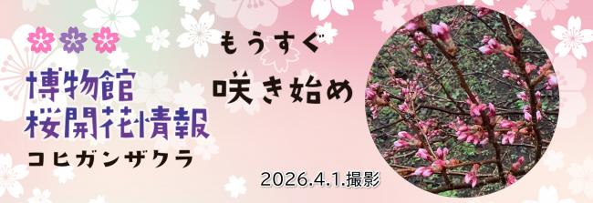 コヒガンザクラもうすぐ開花