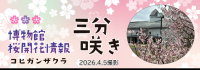 コヒガンザクラ三分咲きになりました