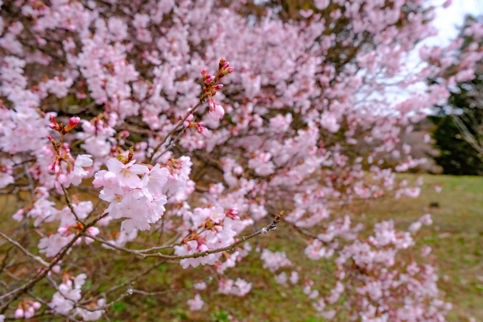 コヒガンザクラ7分咲き