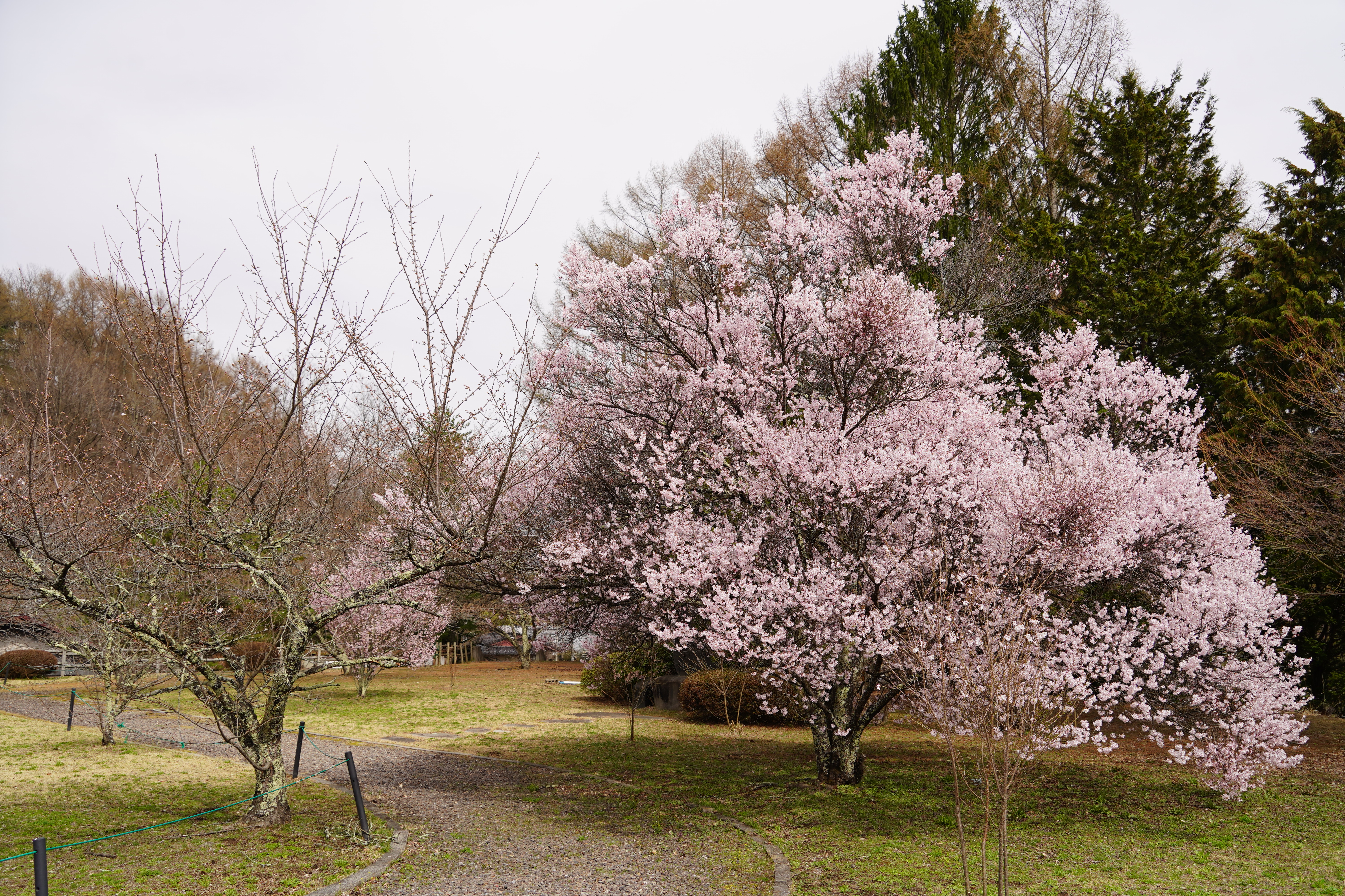 コヒガンザクラ7分咲き