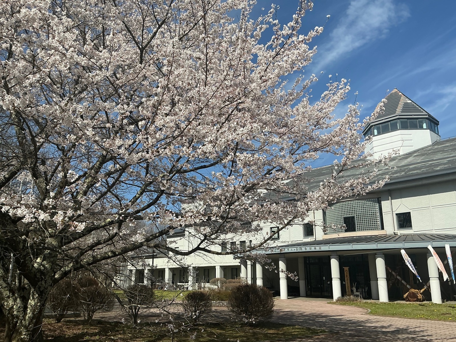 ソメイヨシノ満開