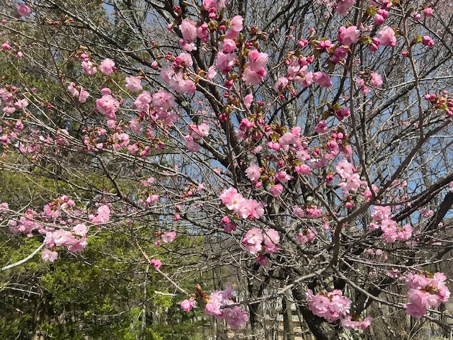 ヤエザクラ咲き始め