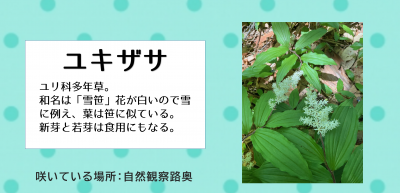 ユキザサ