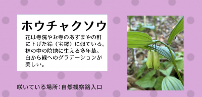 ホウチャクソウ
