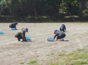 PTA作業草とり