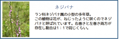 ネジバナ
