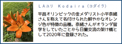ＬＡユリ　Ｋｏｄａｉｒａ