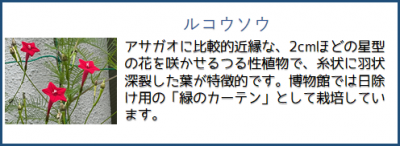 ルコウソウ