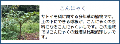 コンニャク