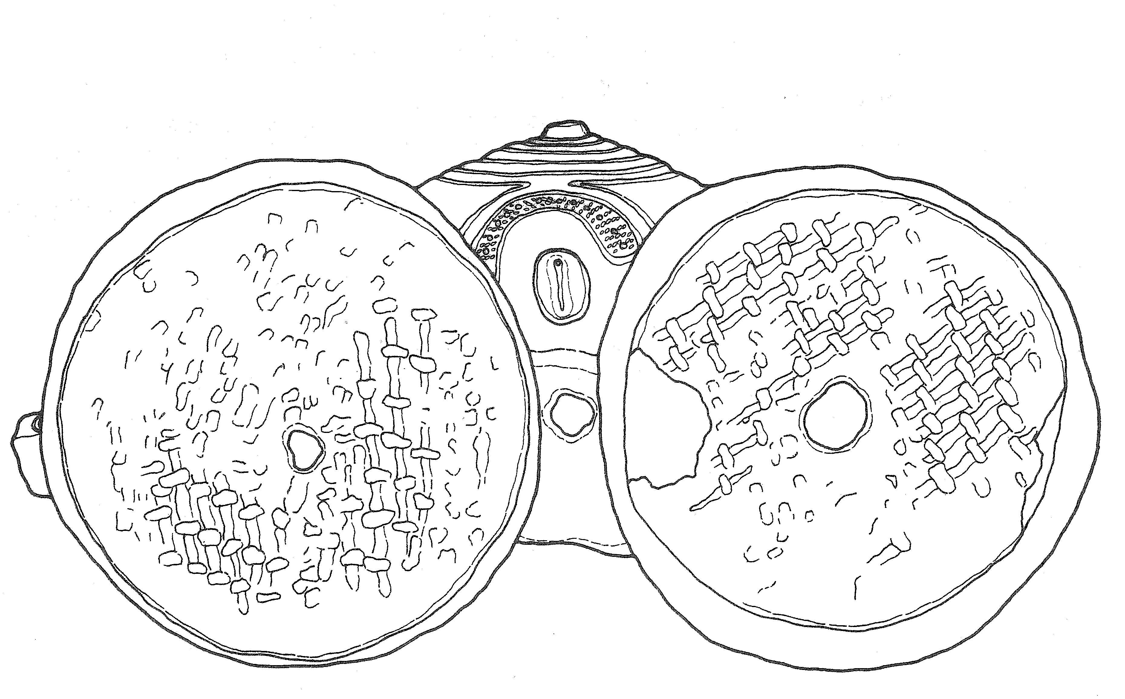 仮面の女神の足の裏の実測図