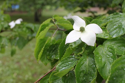 ヤマボウシの花の写真