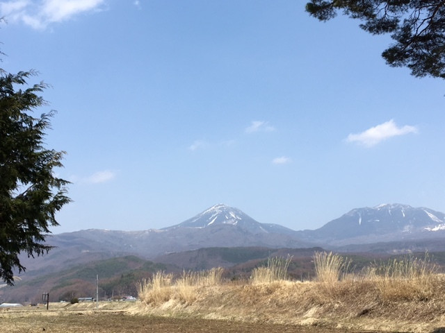 風除けの松から見た蓼科山