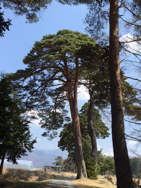 風除けの松