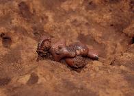 the excavation of the Jomon Venus