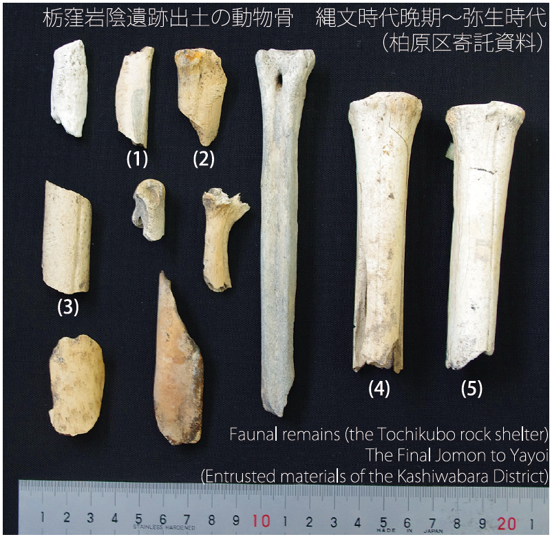 栃窪岩陰から出土した肉を切り離した傷のある動物骨