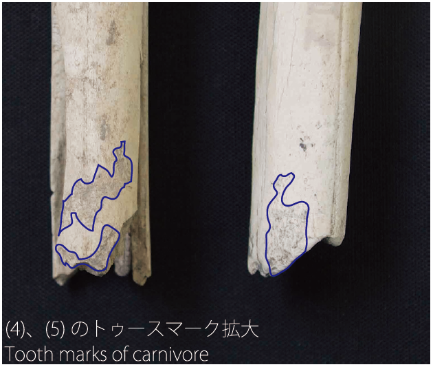 肉食獣の噛み痕のある動物骨