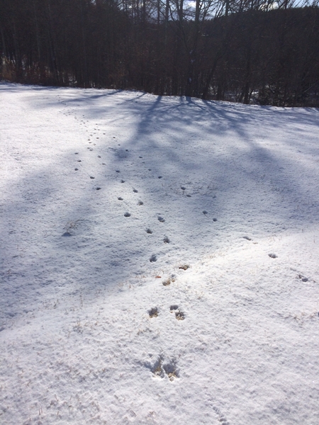尖石遺跡の史跡公園で見つけた動物の足跡