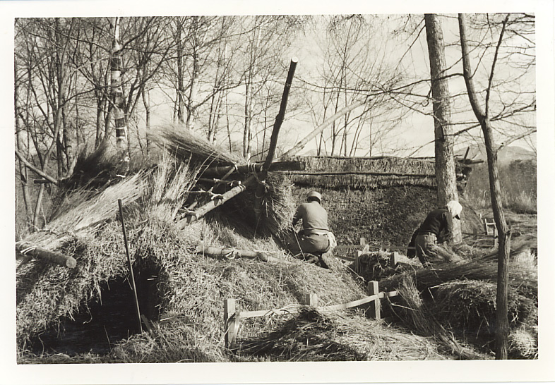 昭和25年（1950年）復元住居にカヤを葺いているところの写真