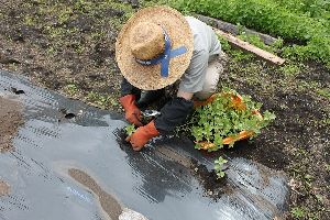 苗床からエゴマを移植している写真