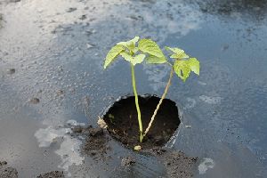 移植されたエゴマの写真